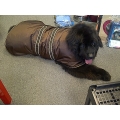 34" - 86cm Dog Coats