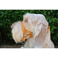 Dogmatic Head Collar Size 4 Gold