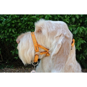 Dogmatic Head Collar Size 6 Gold