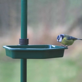 CJ Wildlife Water Dish (Bird Buffet System)