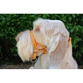 Dogmatic Head Collar Size 8 Gold