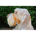 Dogmatic Head Collar Size 1 Gold