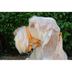 Dogmatic Head Collar Size 7 Gold