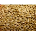 Plain Canary Seed 20kg Johnston and Jeff 