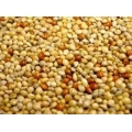 Mixed Millet seed 20kg Johnston and Jeff