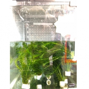 Bunched Elodea Densa